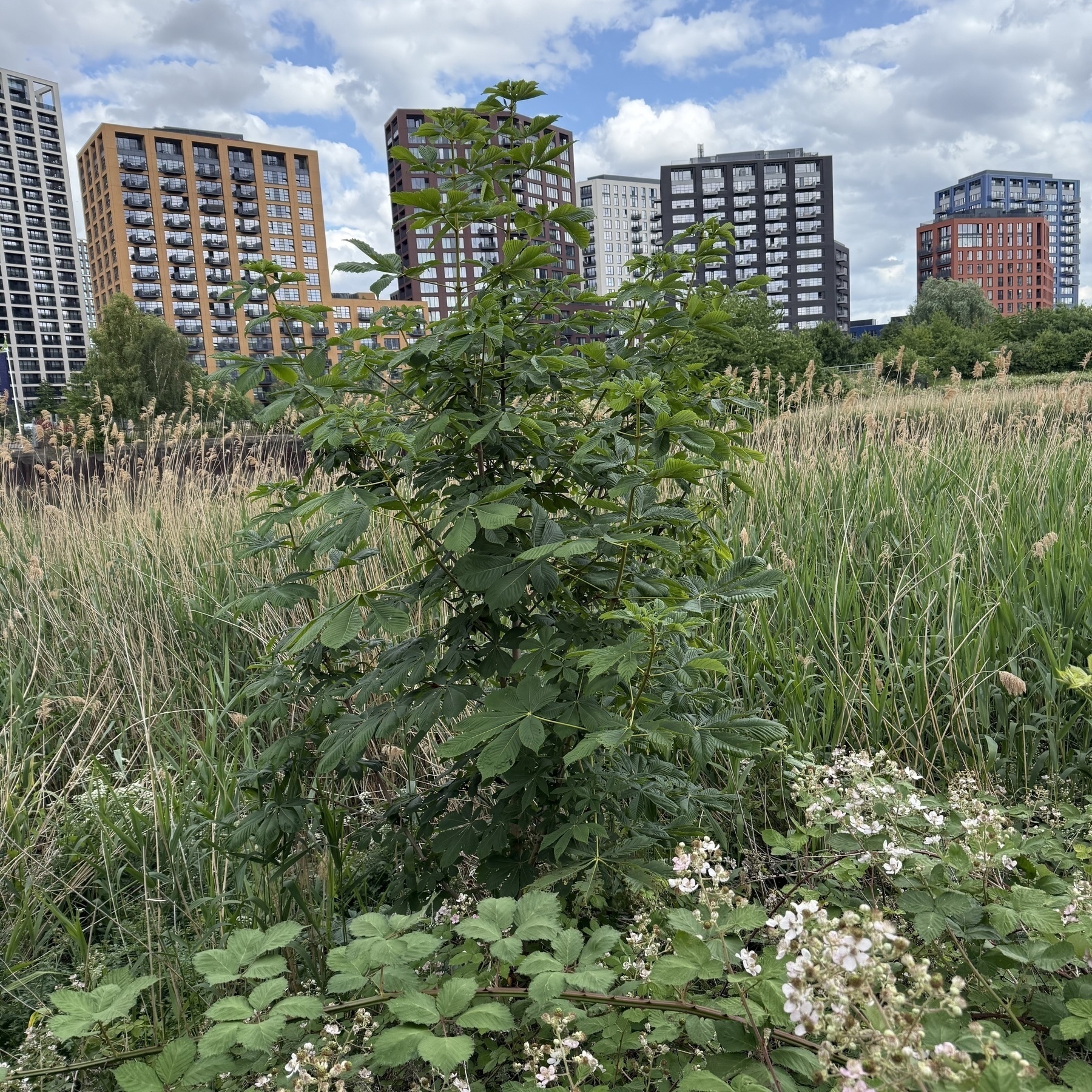 A tree in the reed beds of the Lea, colourful blocks of flats in the background 