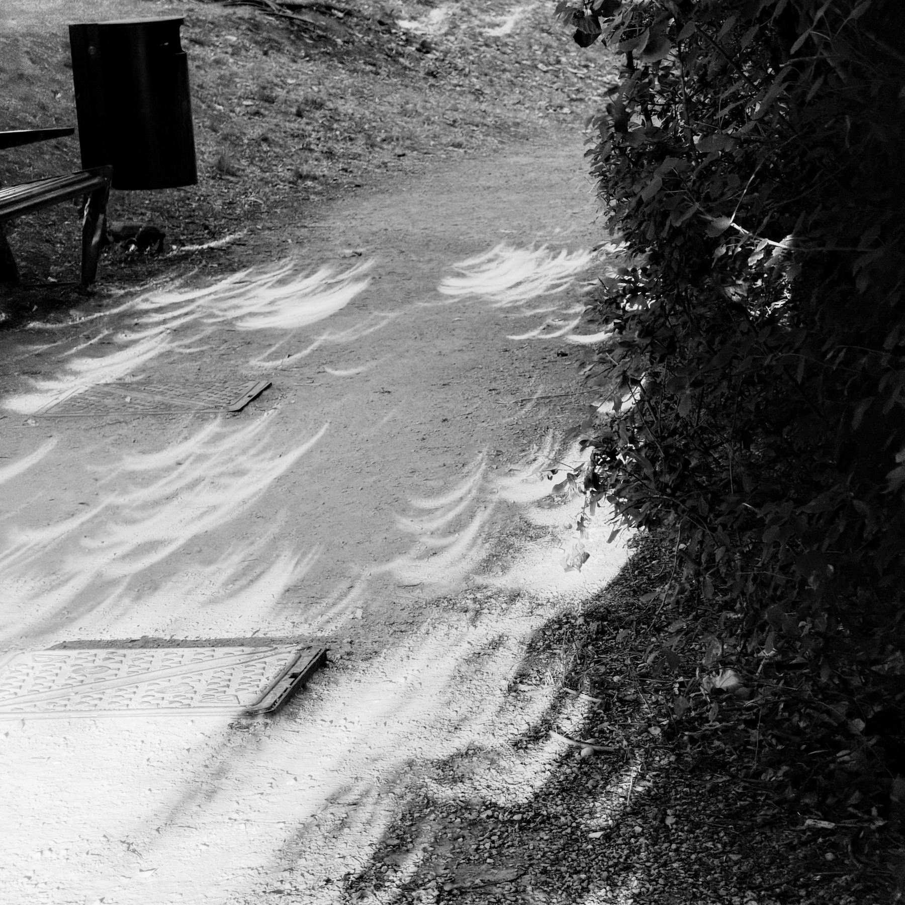 Curvy shadows through leaves during an eclipse